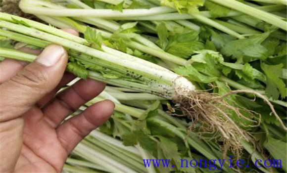 芹菜常见病虫害有哪些 芹菜病虫害防治技术