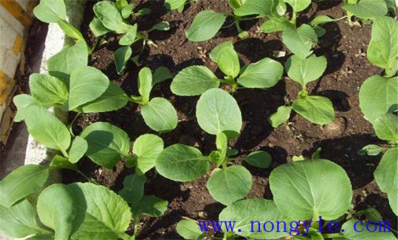 油菜幼苗期管理技术要点