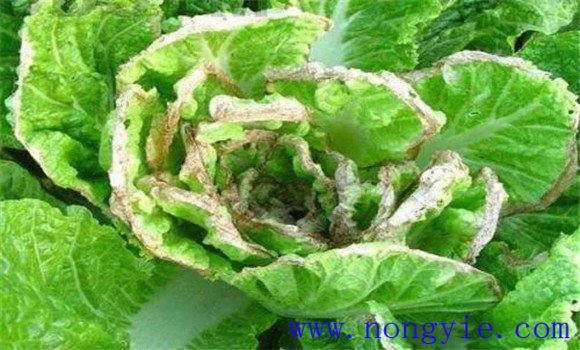 大白菜烧心是什么原因 大白菜烧心病怎样防治