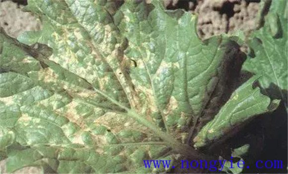 大白菜炭疽病症状有哪些 大白菜炭疽病防治方法