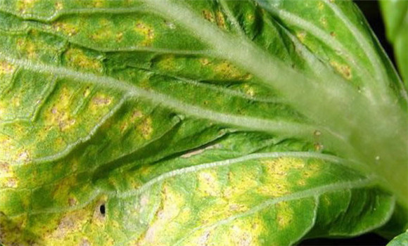 大白菜霜霉病用什么药 大白菜霜霉病的防治方法 大白菜霜霉病用什么药 大白菜霜霉病的防治方法
