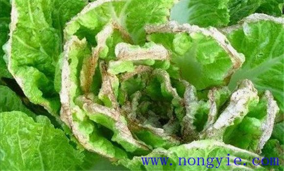 大白菜霜霉病用什么药 大白菜霜霉病的防治方法 大白菜霜霉病用什么药 大白菜霜霉病的防治方法