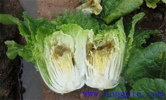 大白菜干烧心是什么原因 白菜干烧心病怎么防治