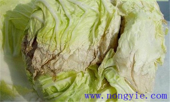 大白菜干烧心是什么原因 白菜干烧心病怎么防治