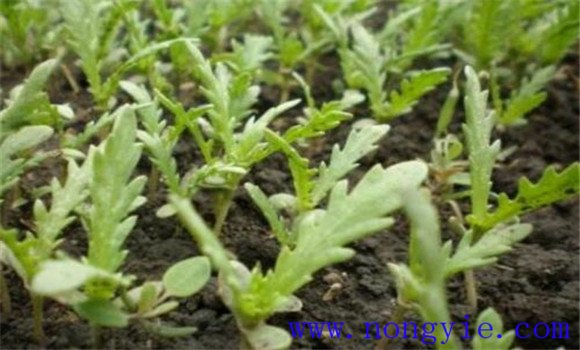 茼蒿如何种植 茼蒿的种植方法