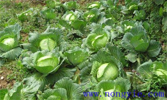 甘蓝种植方法与病虫害防治