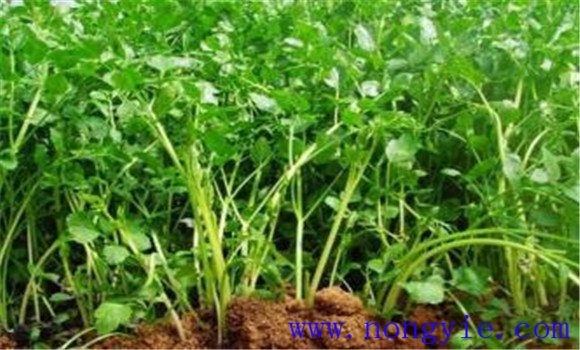 大棚芹菜怎么种植 芹菜扣棚后怎样管理