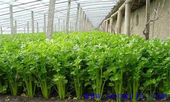 大棚芹菜怎么种植 芹菜扣棚后怎样管理