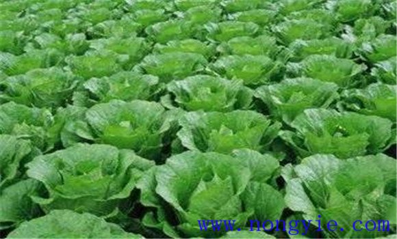 结球白菜包括哪几种类型 结球白菜的种植方法