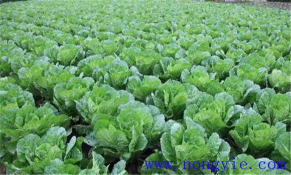 白菜施肥氮磷钾比例 白菜施肥方法、用什么肥料