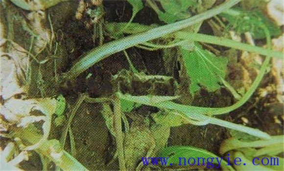 油菜软腐病危害症状、病原 油菜软腐病如何防治
