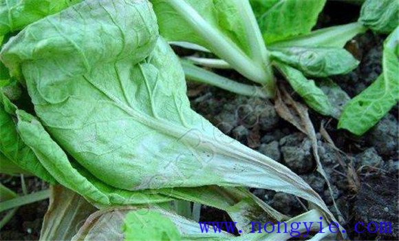 油菜软腐病危害症状、病原 油菜软腐病如何防治