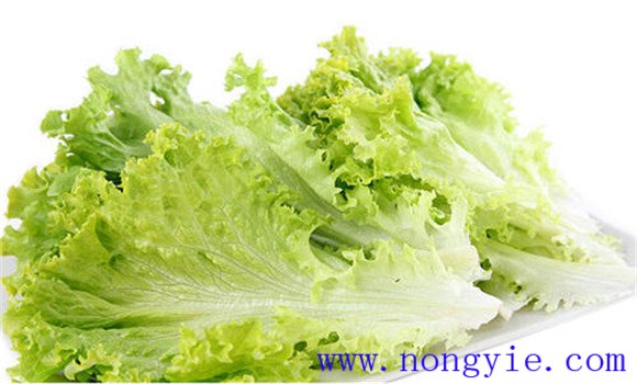生菜的功效与作用 生菜的营养价值有哪些