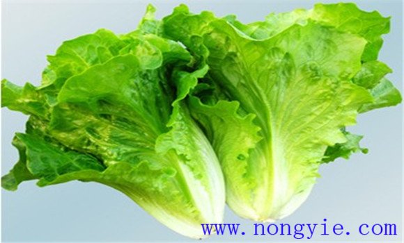 生菜的功效与作用 生菜的营养价值有哪些