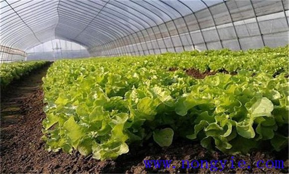 大白菜定植后的水肥管理及温度控制等技术要点