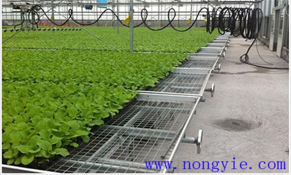 大白菜种植方法：高山大白菜的播种技术
