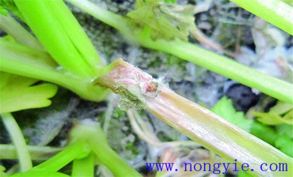 芹菜菌核病如何防治效果好