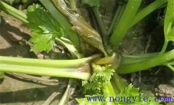 芹菜菌核病如何防治效果好
