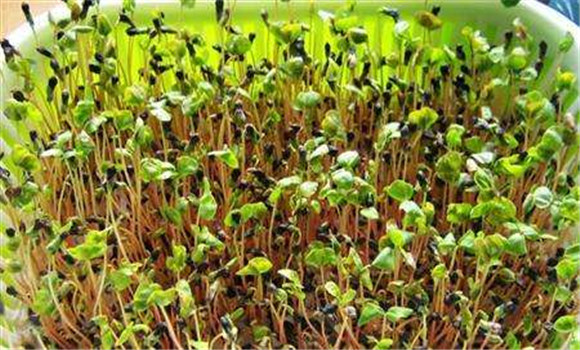 芹菜育苗技术要点 芹菜育苗的关键技术在哪里