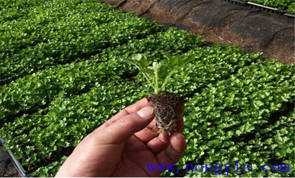 芹菜育苗技术要点 芹菜育苗的关键技术在哪里