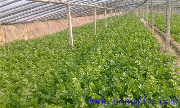 芹菜育苗技术要点 芹菜育苗的关键技术在哪里