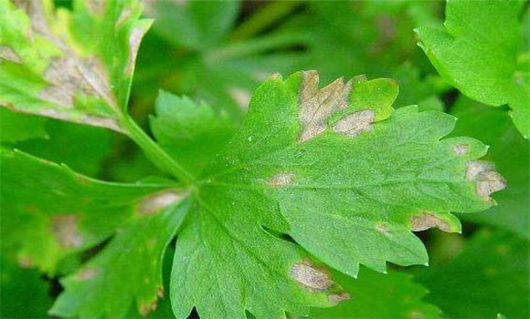 芹菜叶斑病防治方法 有没有芹菜叶斑病特效药
