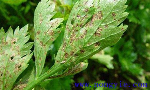 芹菜叶斑病防治方法 有没有芹菜叶斑病特效药