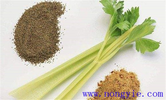 芹菜种植方法 芹菜种子消毒与催芽方法