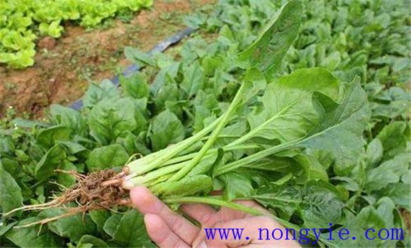 秋菠菜种植时间 秋菠菜栽培技术要点