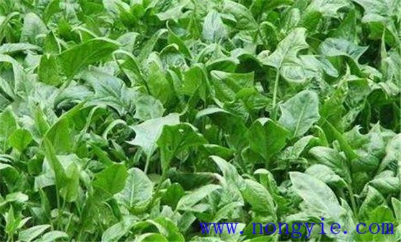 早秋菠菜栽培技术要点