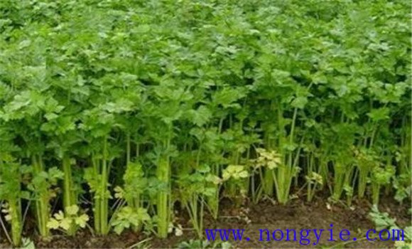 越冬芹菜种植时间是什么时候 越冬芹菜种植技术
