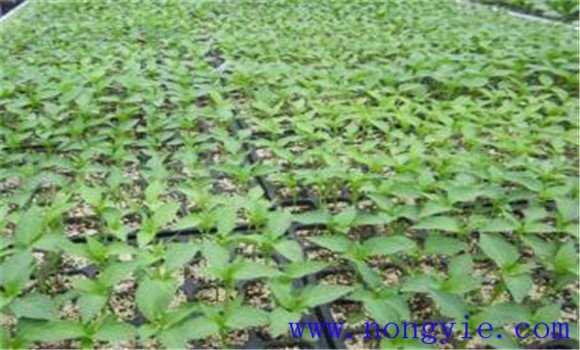 甘蓝种植时间及相关技术要点