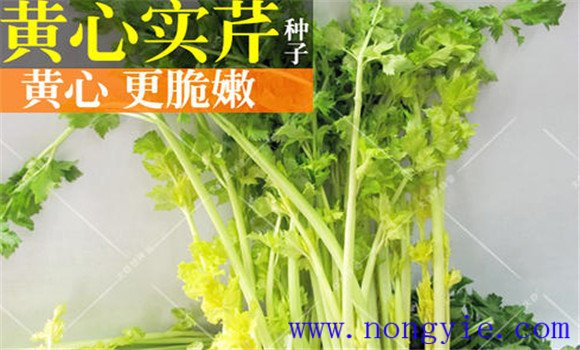 西芹的品种有哪些 西洋芹的类型与品种简介