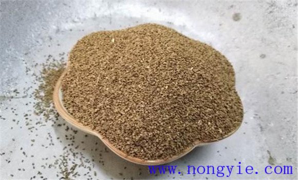西洋芹种子处理和催芽 西洋芹的播种育苗技术