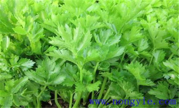 芹菜抽苔的原因是什么 防止芹菜抽苔有什么办法