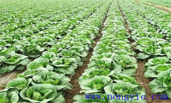白菜莲座期是什么时候 白菜莲座期怎样管理
