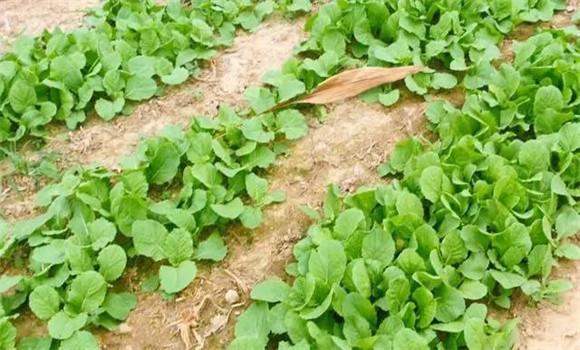 白菜播种方法介绍 白菜种子怎么种植