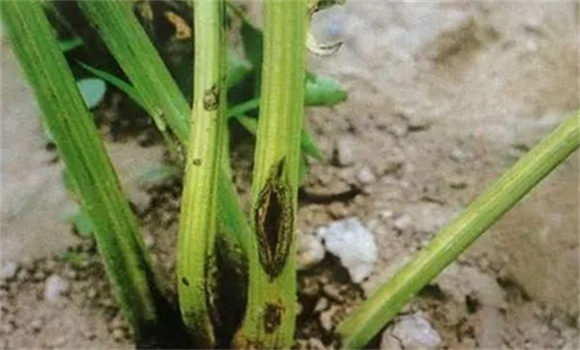 芹菜病毒病病状和病症 芹菜病毒病使用什么药
