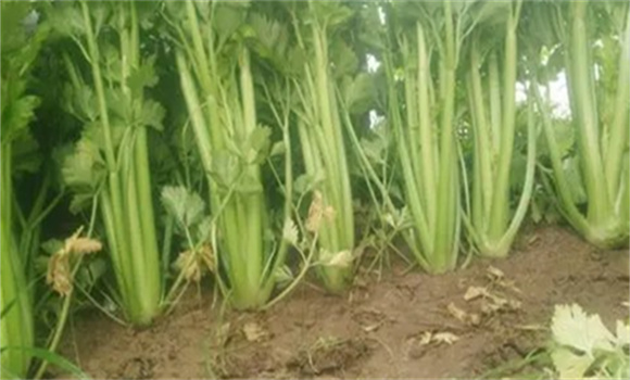 芹菜空心是怎么回事 芹菜空心的原因及预防方法