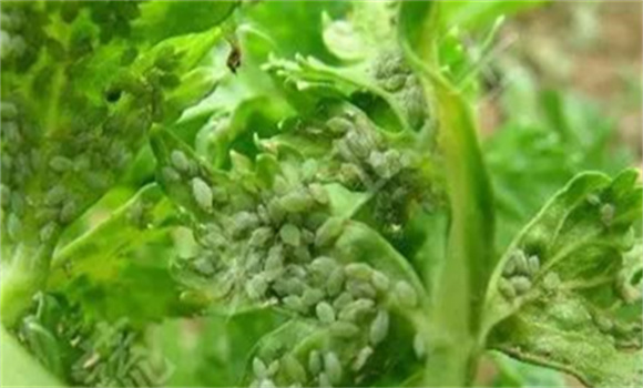 如何根治芹菜蚜虫 芹菜蚜虫害的防治方法