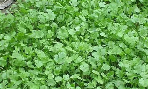 香菜菌核病的症状 如何防治香菜菌核病