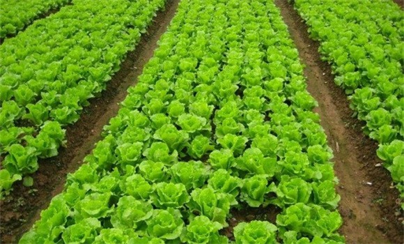 生菜种植管理技术