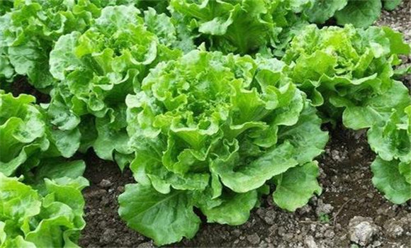 白菜不包心什么原因造成的 如何防治白菜不长心 白菜不包心什么原因造成的 如何防治白菜不长心