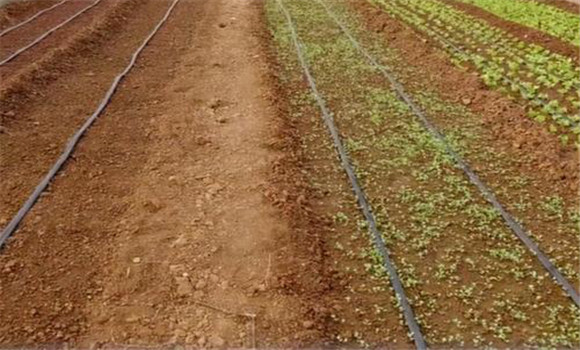种植香菜的方法：香菜如何整地、播种与间苗定