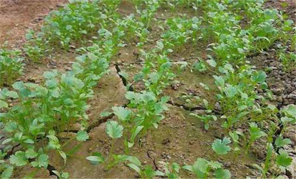 种植香菜的方法：香菜如何整地、播种与间苗定