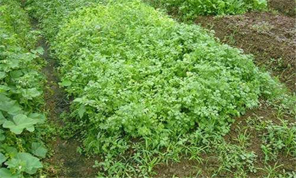 种植香菜的方法：香菜如何整地、播种与间苗定