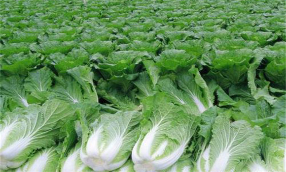 白菜烂根是怎么回事？白菜烂根病的防治方法
