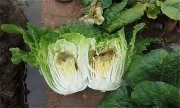 白菜烂心是什么原因造成的 如何预防大白菜烂心