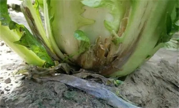 白菜根部有小白蛆是什么原因 白菜根部有蛆怎么
