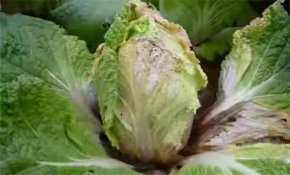 白菜软腐病的发病原因 大白菜软腐病防治方法 白菜软腐病的发病原因 大白菜软腐病防治方法
